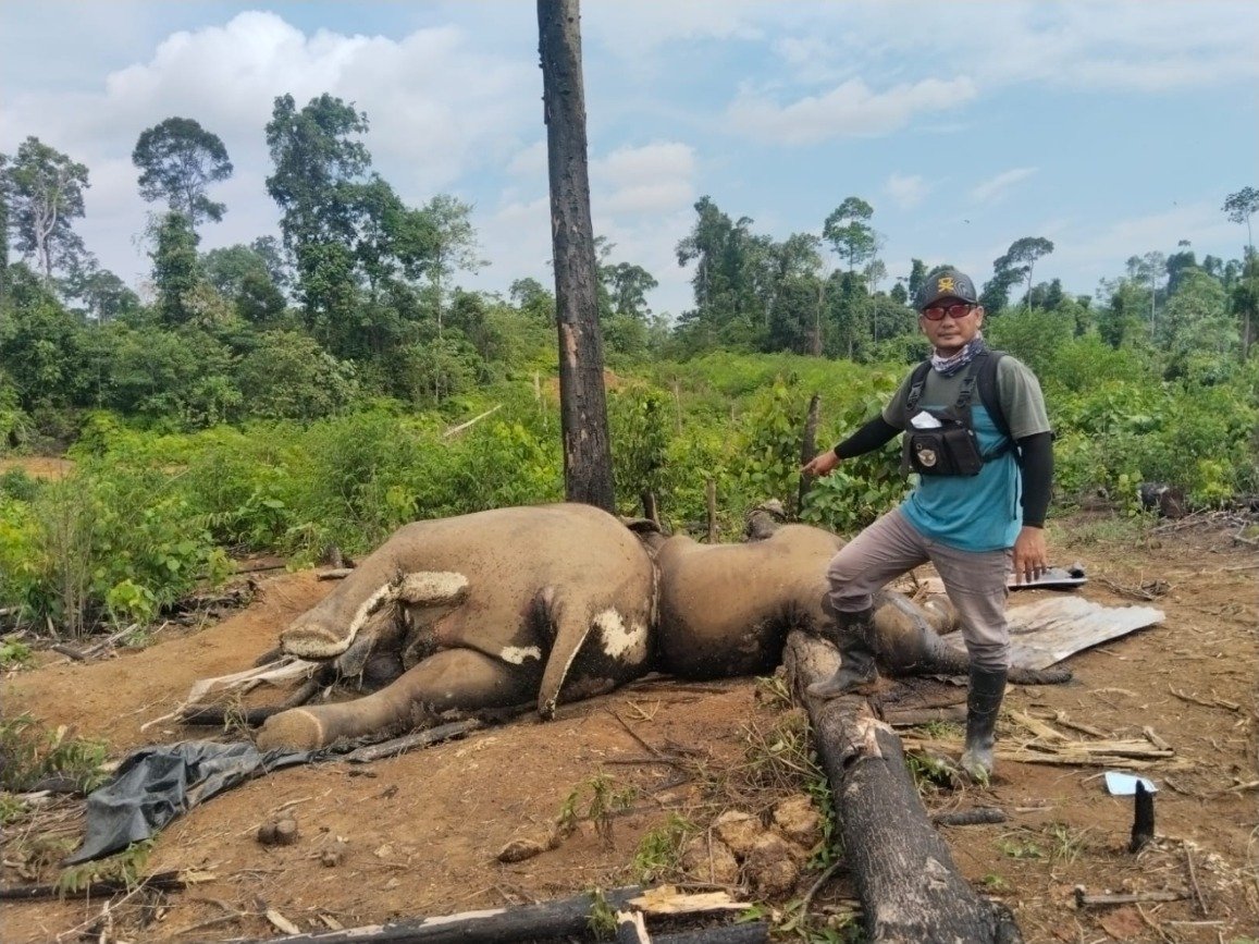Kapolda Bengkulu Perintahkan Jajarannya Selidiki Penyebab Kematian Dua Gajah