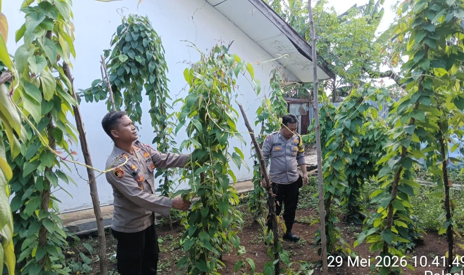 Polsek Selebar Laksanakan Penanaman Jagung Serentak Kuartal II Tahun 2026 dan Perawatan Uwi Ungu